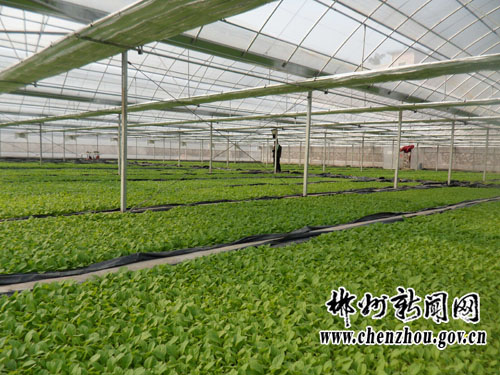 白圩乡GDP(2)