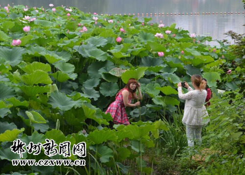 市民翻越栅栏在荷花池中拍照