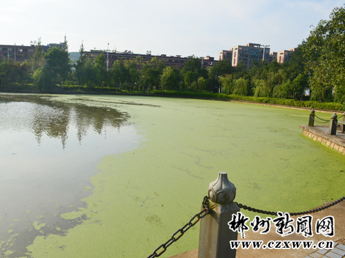 [郴州]湘南学院翠柳湖污染重 浮萍疯长似草坪 -