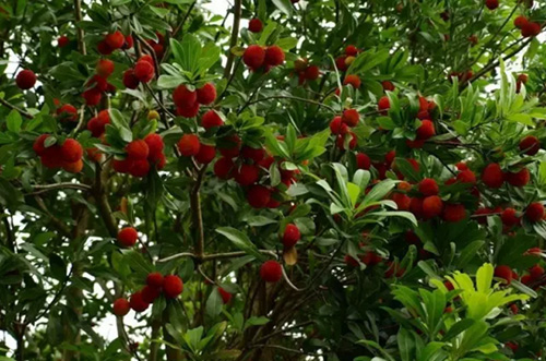 六月杨梅飘香,邀朋呼友来个周末采摘忙吧!-郴州