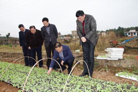 烟苗配送后,要及时跟进技术指导,指导烟农剪叶,浇水,保温保湿及病虫害图片