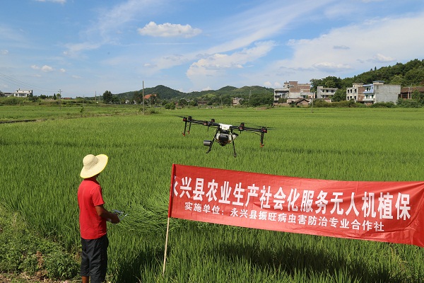湖南永兴樟树人口_湖南郴州永兴实验中学(2)