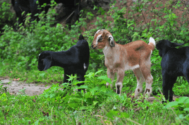 科学农事好黑山羊怎么挑私人顾问畜牧专家李昊帮上线了