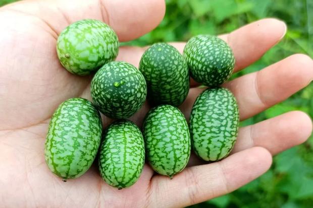 西瓜是什么科什么属 1357235_589a52bf-1150-4a22-ba9a-3f2d0e48f6b4.jpg