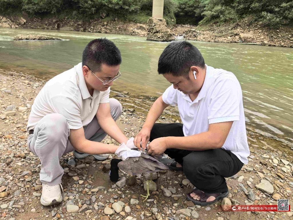 郴州首次成功救治放归“鸟中大熊猫”海南鳽(图3)
