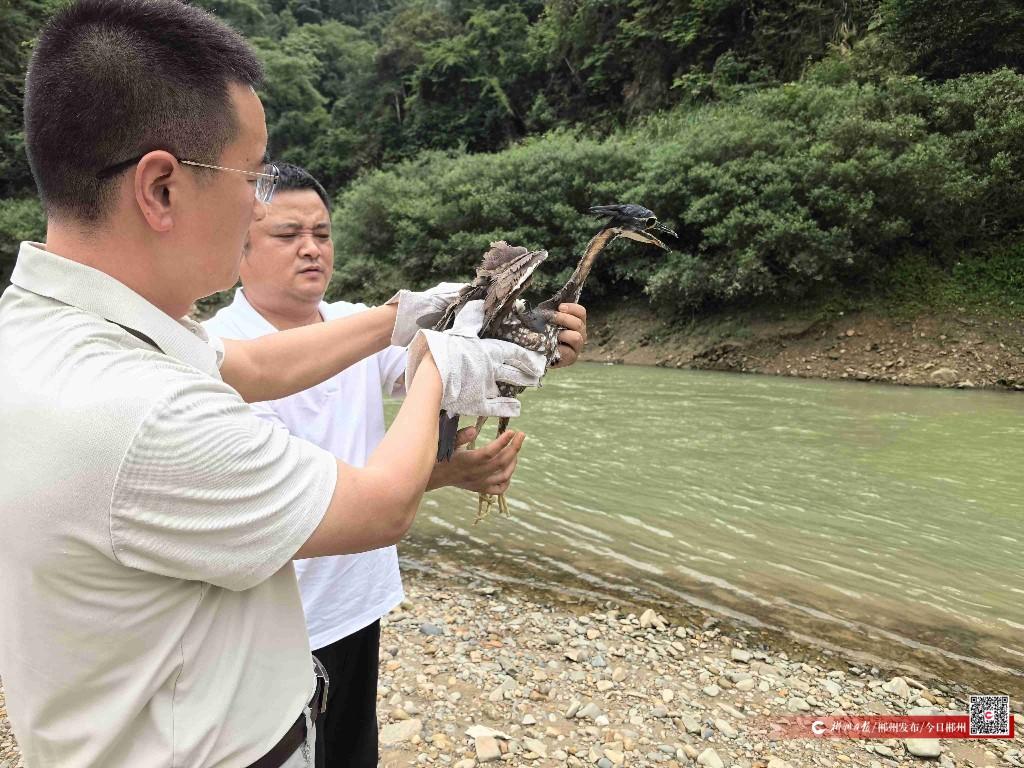 郴州首次成功救治放归“鸟中大熊猫”海南鳽(图2)